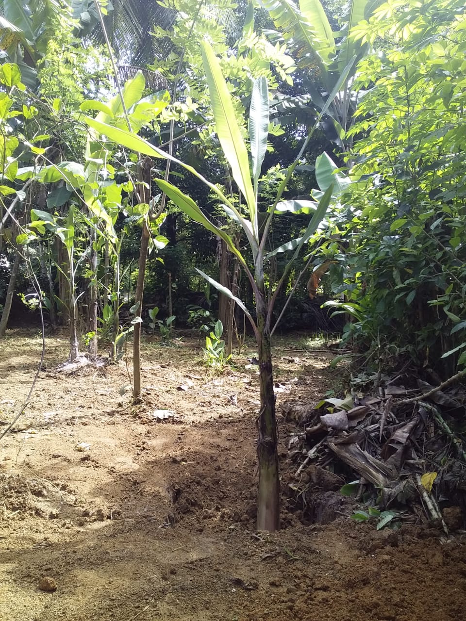 IMG 20210701 WA0003