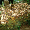 Compost demonstration programme (2021)